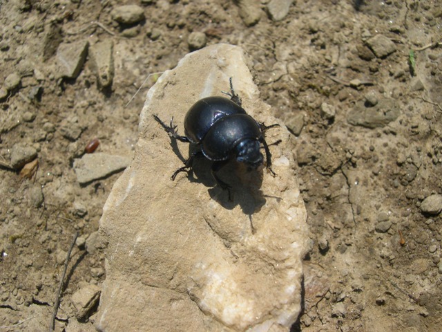 Coleottero? Trypocopris vernalis